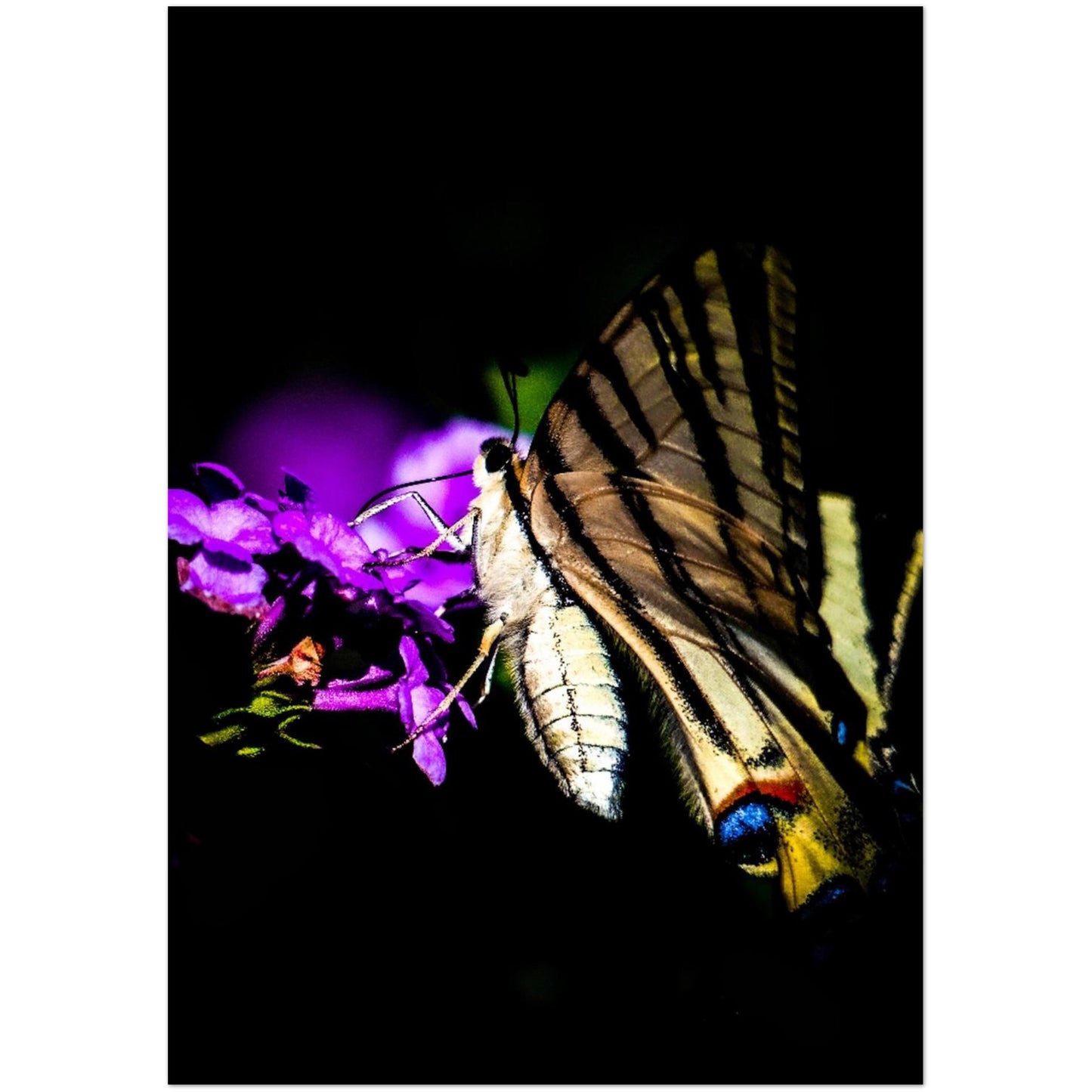 00550d95-a009-40b9-8437-878c4f4aae48