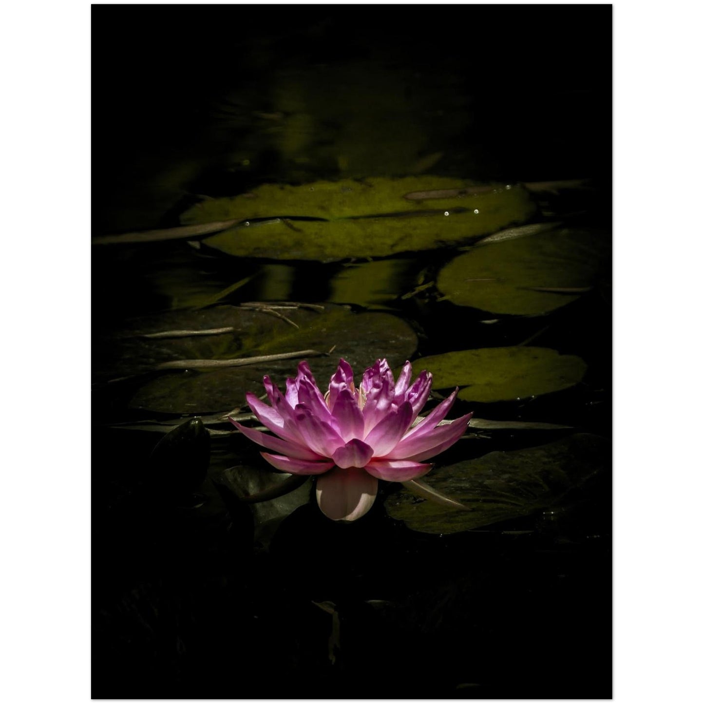 08a8d8a8-bfc3-4753-a704-ff1bfd750630