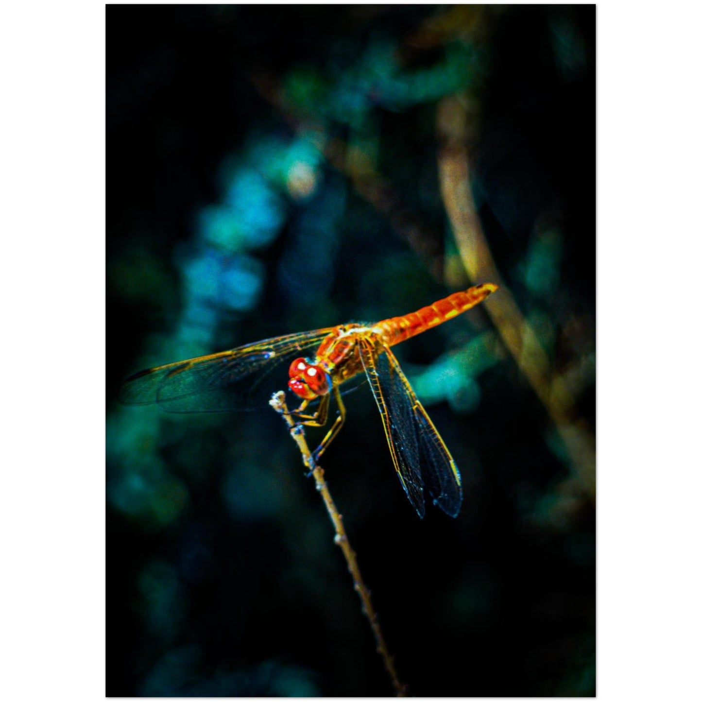 29995063-b420-4286-afec-9014e4da9481