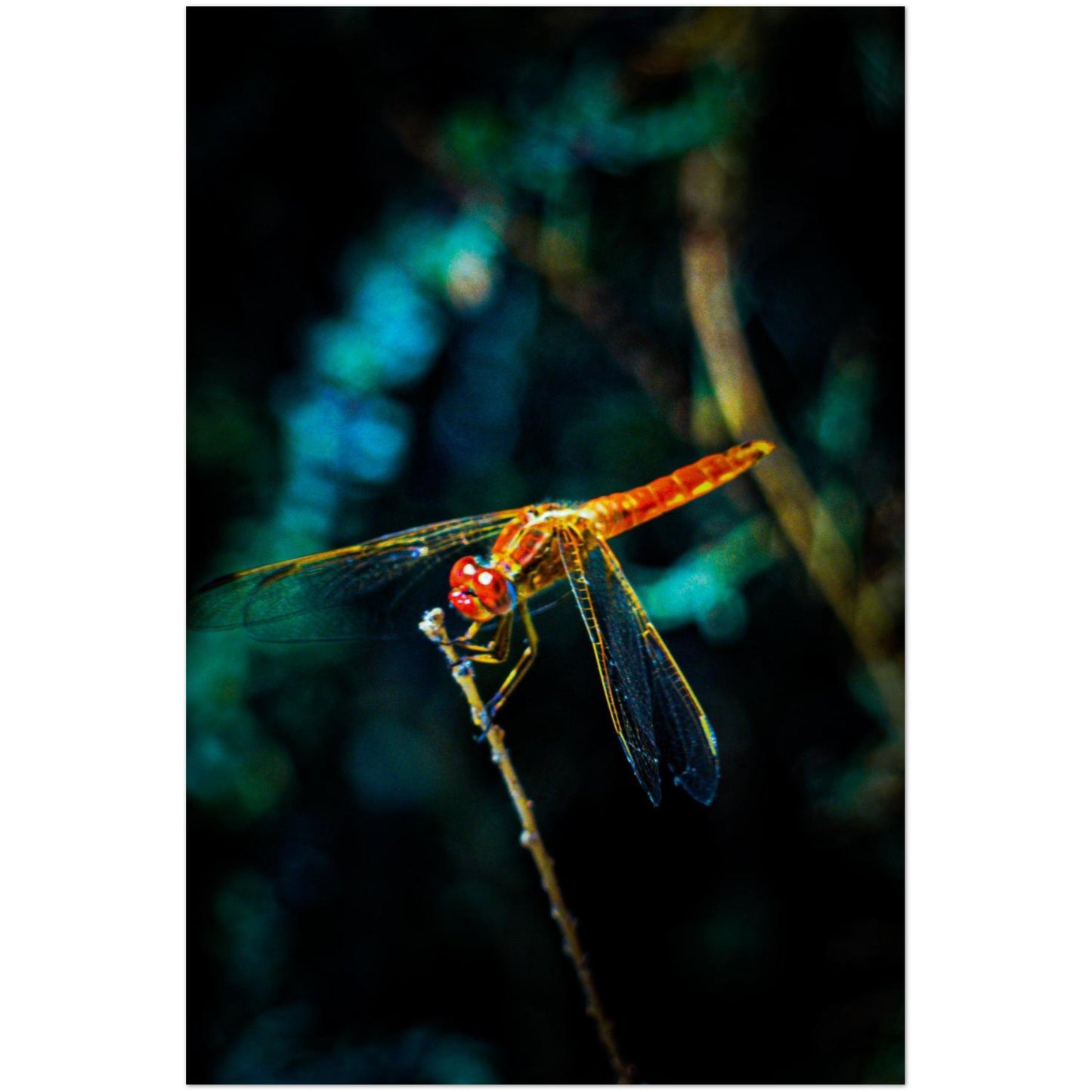 5696d312-c52a-43c7-93a6-4070c4463f5c