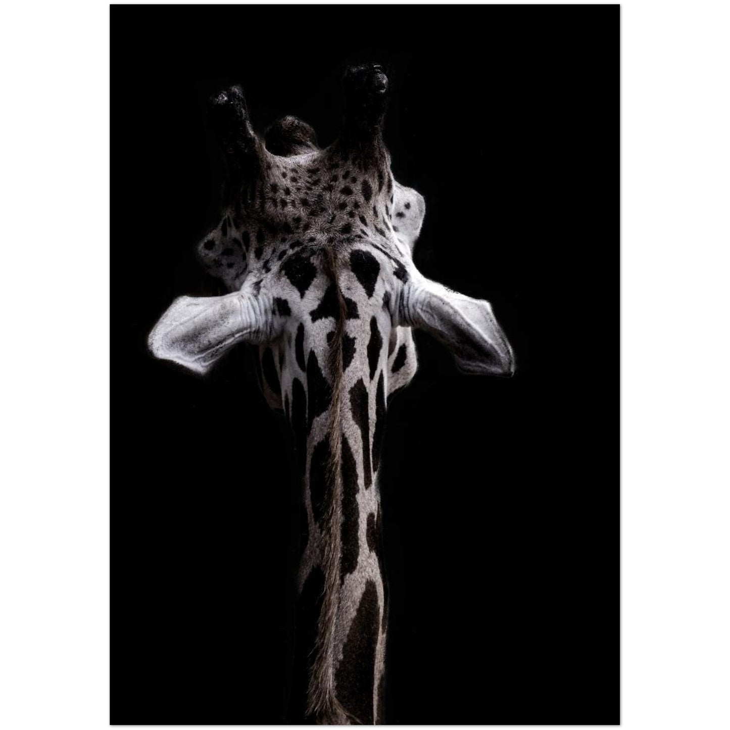 6217e8bd-5e24-480e-a932-21f434a8d669