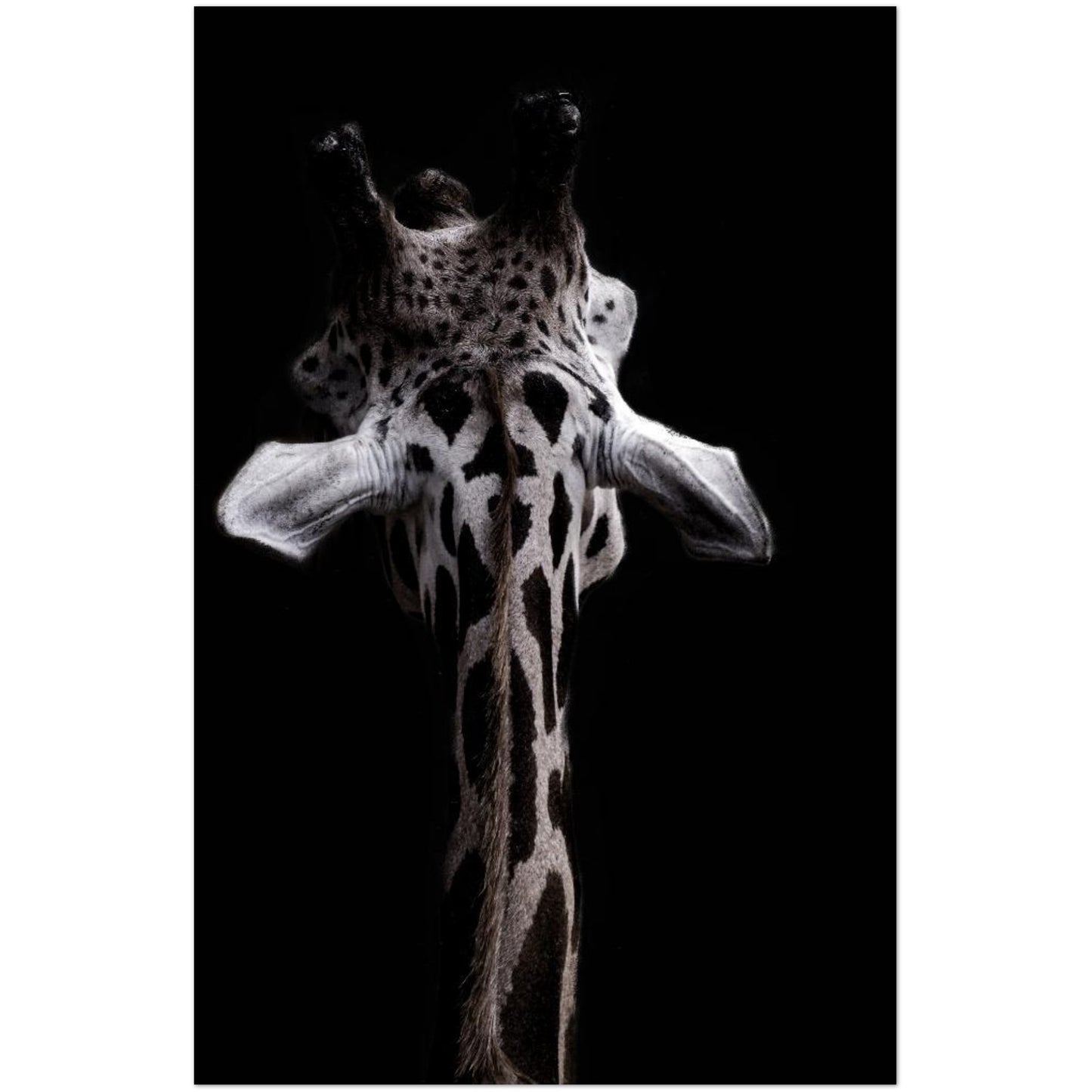 8fc3d0f9-0615-4001-842a-06cc10cb415d