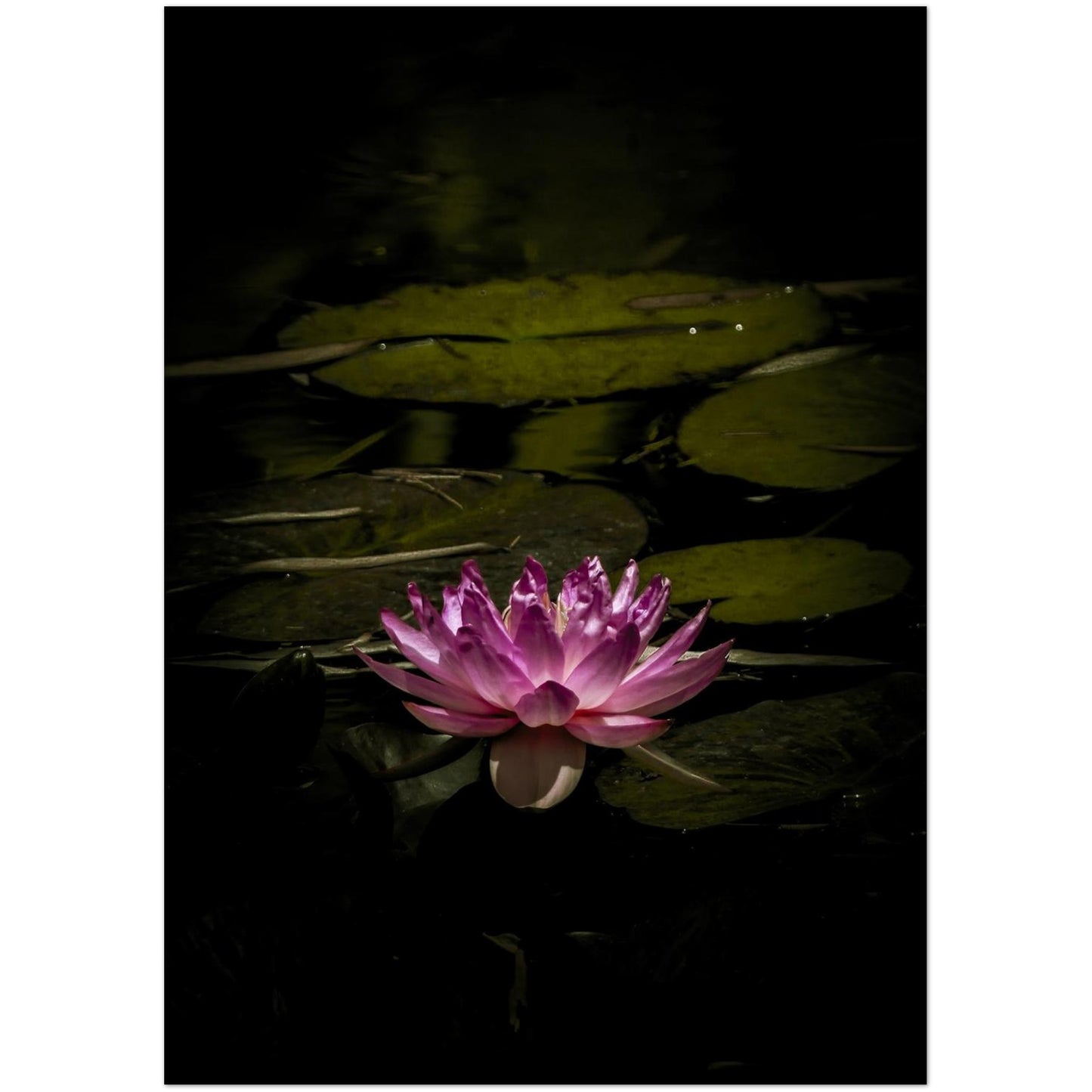 c029ec91-3ffd-4404-b1ab-a794f7fc7c76