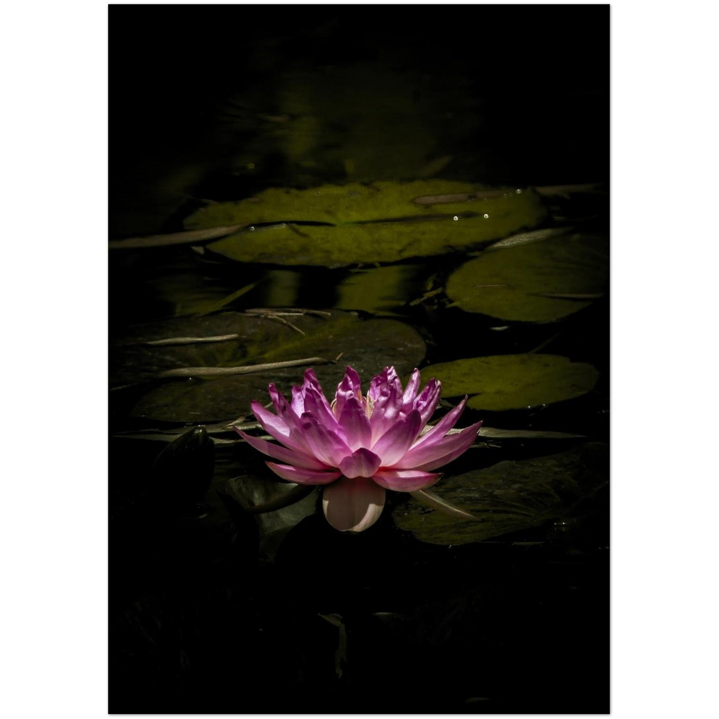 ff445b13-1cd5-462a-add8-070d206d246e