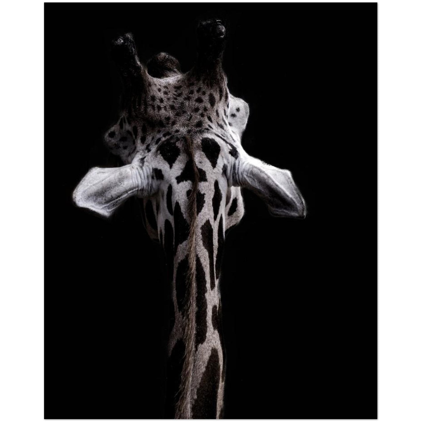 ff68c88d-af68-444e-86ee-8c72e9b5199b